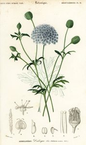 青いレースの花、Trachymene coerulea。 、1849年（彫刻） 作： Louis Joseph Edouard Maubert