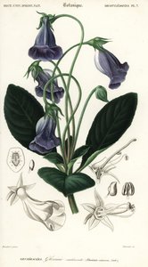 ブラジルのグロキシニア、Sinningia speciosa、1849年（彫刻） 作： Louis Joseph Edouard Maubert