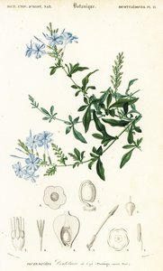 ケープリードワート、Plumbago auriculata、1849年（彫刻） 作： Louis Joseph Edouard Maubert