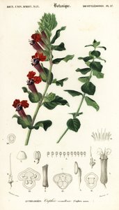 葉巻植物、Cuphea llavea。 、1849年（彫刻） 作： Louis Joseph Edouard Maubert