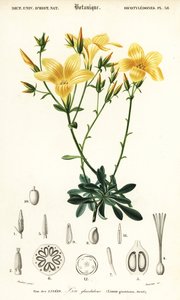 亜麻、アマ、1849年（彫刻） 作： Louis Joseph Edouard Maubert