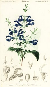 リンドウセージまたは拡散セージ、サルビアパテン、1849年（彫刻） 作： Louis Joseph Edouard Maubert