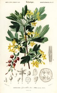 ゴールデンカラント、ゴールデンカラント。 、1849年（彫刻） 作： Louis Joseph Edouard Maubert