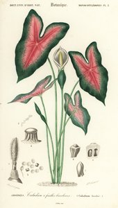 イエスの心、二色カラディウム。 、1849年（彫刻） 作： Louis Joseph Edouard Maubert