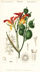 インドのショット、カンナ インディカ。 、1849年（彫刻） 作： Louis Joseph Edouard Maubert