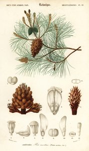 海岸松またはクラスター松、Pinus pinaster.、1849 年 (彫刻) 作： Louis Joseph Edouard Maubert