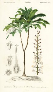 ヤシのユリ、Cordyline fruticosa、1849 年 (彫刻) 作： Louis Joseph Edouard Maubert