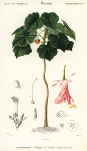 ピンクボール、ドンベヤ・ワリチー。 、1849年（彫刻）
