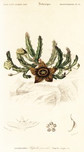 星の花、Orbea variegata.、1849 年 (彫刻) 作： Louis Joseph Edouard Maubert