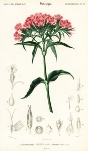 スイート ウィリアム、ダイアンサス barbatus、1849 年 (彫刻) 作： Louis Joseph Edouard Maubert