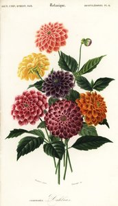 庭のダリアの品種、ダリア ピンナタ、1849 年 (彫刻) 作： Louis Joseph Edouard Maubert