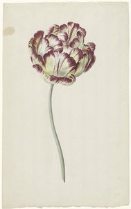 チューリップ 作： Louis Moritz