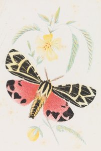 Arctia Virgo, 1862年。 作： Louis Prang