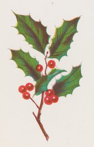 ホリー、1862年。