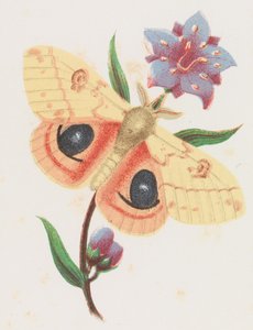 硫黄孔雀蛾、1862年。 作： Louis Prang