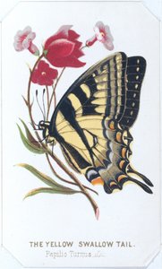 黄色いアゲハチョウ、1860年。 作： Louis Prang
