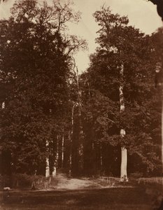 サン＝クルーの森、1859-1860年（写真） 作： ルイ・レミー・ロベール