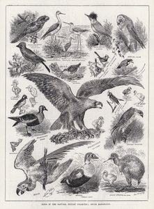 サウスケンジントンの自然史コレクションにある鳥たち（エングレービング 作： Louis Wain
