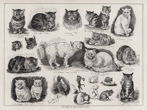 クリスタル・パレスでのキャットショー（エングレービング 作： Louis Wain
