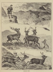 ハイランドスポーツ 作： Louis Wain