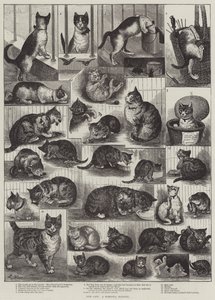 私たちの猫、国内史 作： Louis Wain
