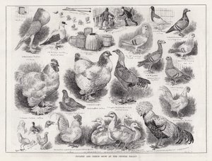 クリスタル・パレスでの家禽と鳩のショー(エングレービング) 作： Louis Wain
