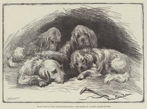 プリンスオブウェールズのバセットハウンド農業ホールのロイヤルドッグ 作： Louis Wain