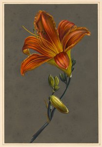 Hemorocallus（Day Lily）、1830（下地に紙を使用したボディカラー） 作： Louise DOrleans