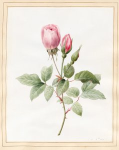 ピンクのバラとつぼみ、1826（ベラムにボディカラーのあるトイレ） 作： Louise DOrleans