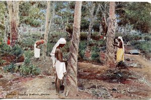 クーリータッピングラバー、セイロン、c.1900-20（手彩色写真） 作： Ltd. Ceylon Plâté