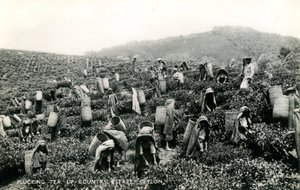 茶葉の摘み取り作業、セイロン島北部のエステート、1900-1930年頃（モノクロ写真）。 作： Ltd. Ceylon Plâté