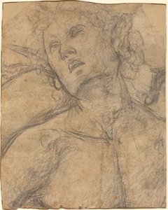 上を向いた青年の胸像 [右] 作： Luca Signorelli