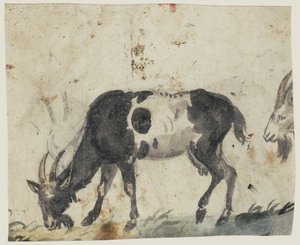 ヤギの研究（裏面）、1520〜30年頃（黒、灰色、緑のウォッシュ、黒のチョークでブラシ）