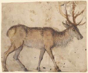 雄鹿の習作（直腸）、1520～30年頃（茶色のウォッシュでブラシ、白いグワッシュで強調） 作： Lucas the Elder Cranach