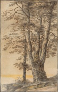木の研究 作： Lucas van Uden