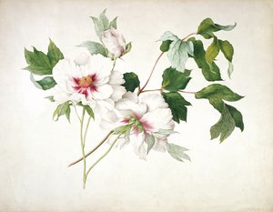 日本牡丹（シャクヤク）、1815（紙に鉛筆でトイレ、ガッシュ、アラビアゴム） 作： Lucy Cust