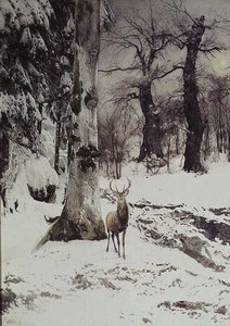 雪に覆われた森の雄鹿 作： Ludwig Fromme
