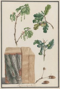 イングリッシュ オーク コナラ ロバーの花、果実、幹の研究、1788 年。 作： Ludwig Pfleger