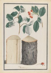 Sorbus subgenus Aria, 1788のシラクチカズラの葉、花、果実および幹の研究。 作： Ludwig Pfleger