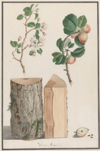 野生のリンゴの木Malus sylvestrisの幹、花、果実の研究、1788年。 作： Ludwig Pfleger