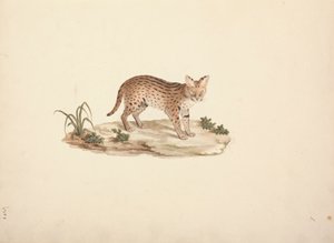アフリカのワイルドキャットまたはサーバル 作： Luigi Balugani