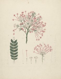Albizia gummifera (J.F. Gmel.) C.A. Sm. (Gummy Albizia Tree): finished drawing of flowering head of shoot, with details of inflorescence, florets, and leaf   1443862   ja       japanese Successfully Translated  Original: Der Schrecken der bärtigen Gedanken 作： Luigi Balugani