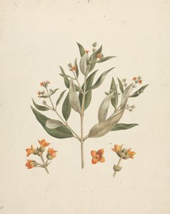 Avicennia marina (Forssk.) Vierh. (ホワイト マングローブ): 花の詳細を含む開花シュートの完成図 作： Luigi Balugani