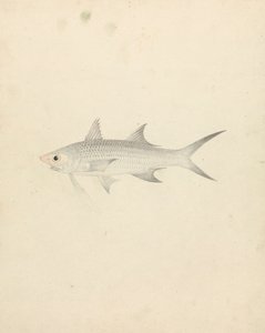 Binney: número um (um peixe) 作： Luigi Balugani