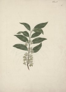 ストーリー Edulis Forsk。 (Khat): 完成図 作： Luigi Balugani
