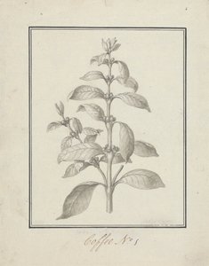 Coffea arabica L. (Arabica Coffee): 緑豊かな新芽と果実の完成図 作： Luigi Balugani