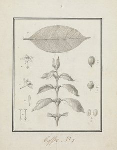 Coffea arabica L. (Café Arábica): desenho finalizado de broto folhoso, com detalhes de flores, folhas e frutos 作： Luigi Balugani