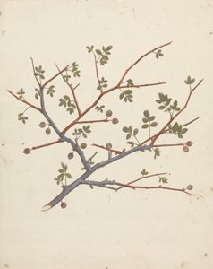 Commiphora gileadensis (L.) C. Chr. (ギレアデの香油、オポバルサム): 結実枝の完成図