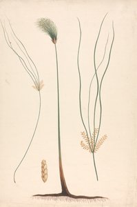 Cyperus papyrus L. (Papyrus Sedge): 蒸気と開花頭の完成図、左右の花序の詳細