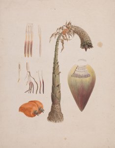 Ensete ventricosum (Welw.) Cheesman (African Wild Banana): 完成した絵 作： Luigi Balugani